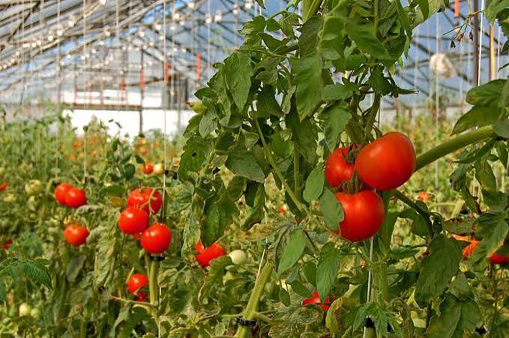 Hydroponics Agronomist or Grower Manager in South Asia